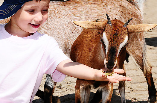 Bauernhof in Bayern - Kinder und Tiere